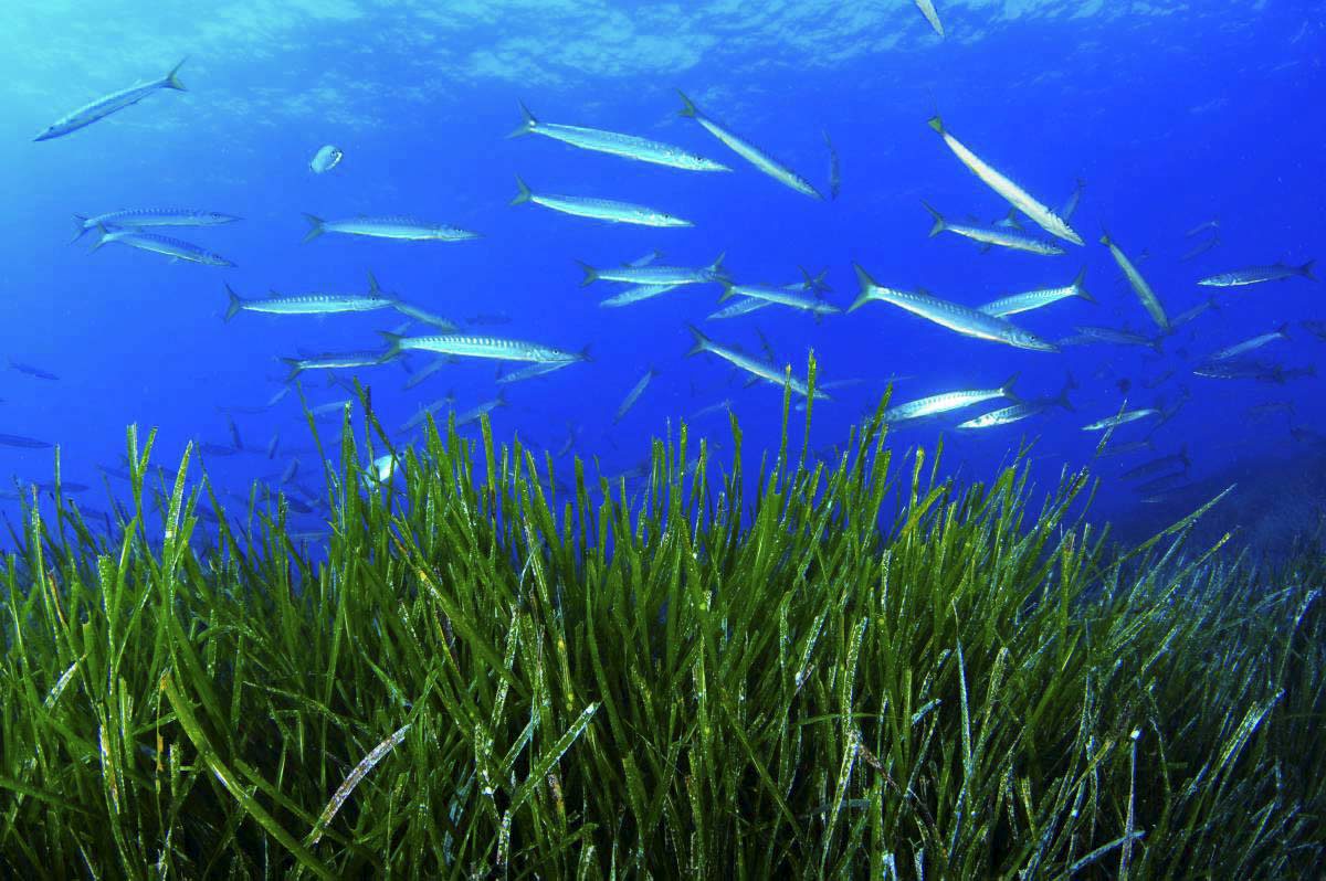 ESPAÑA CELEBRA EL DÍA DE LOS OCÉANOS SIN ALCANZAR EL 10 % DE PROTECCIÓN MARES